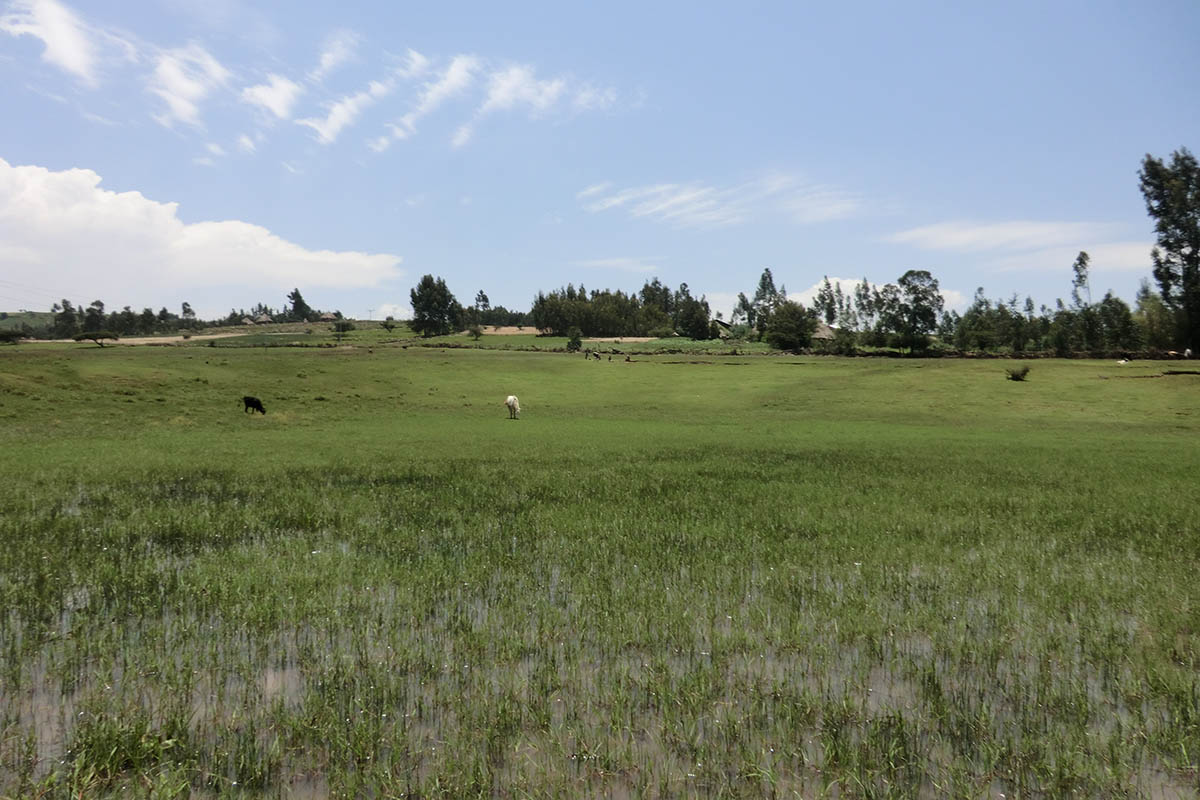 Amhara region wetland